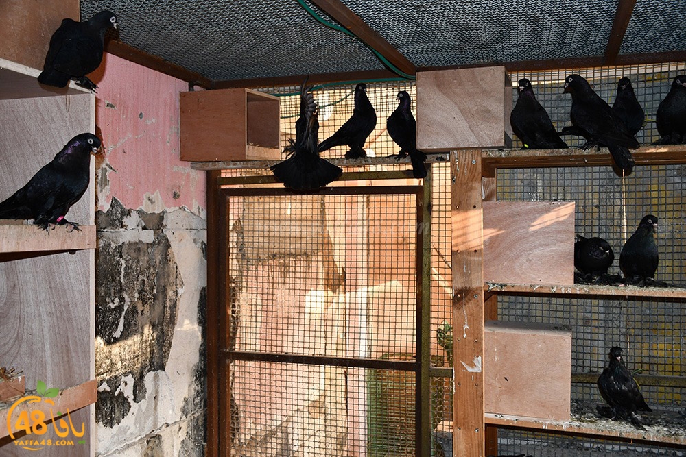 zohdi 3ashoor (60).jpeg